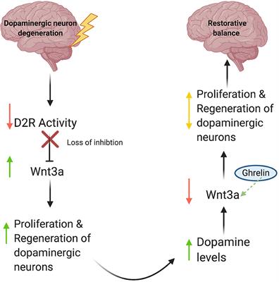 Commentary: Ghrelin promotes midbrain neural stem cells differentiation to dopaminergic neurons through the Wnt/β-catenin pathway